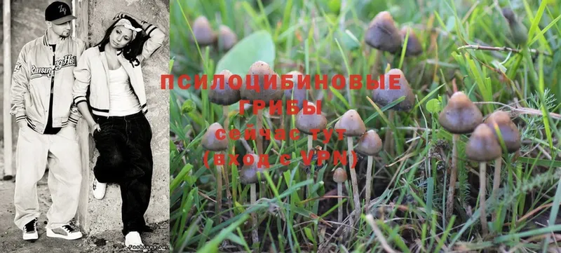 Галлюциногенные грибы MAGIC MUSHROOMS  omg зеркало  Богучар 